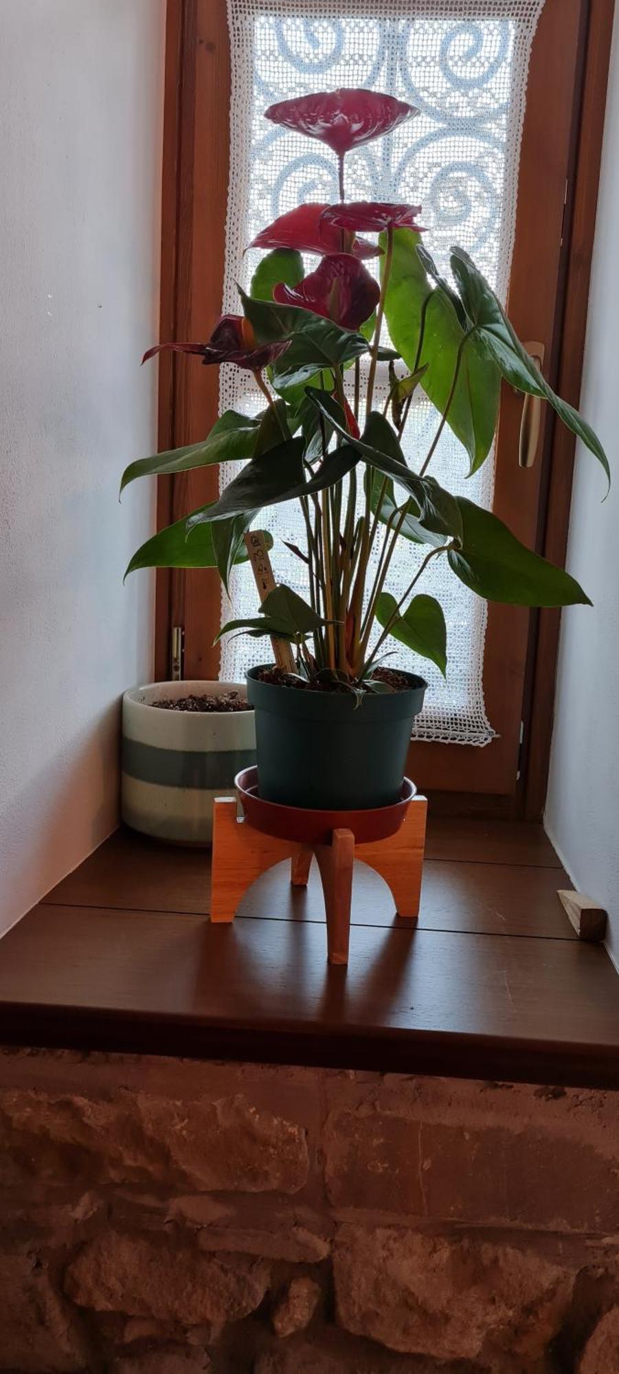 Garden Guest House Përmet 外观 照片